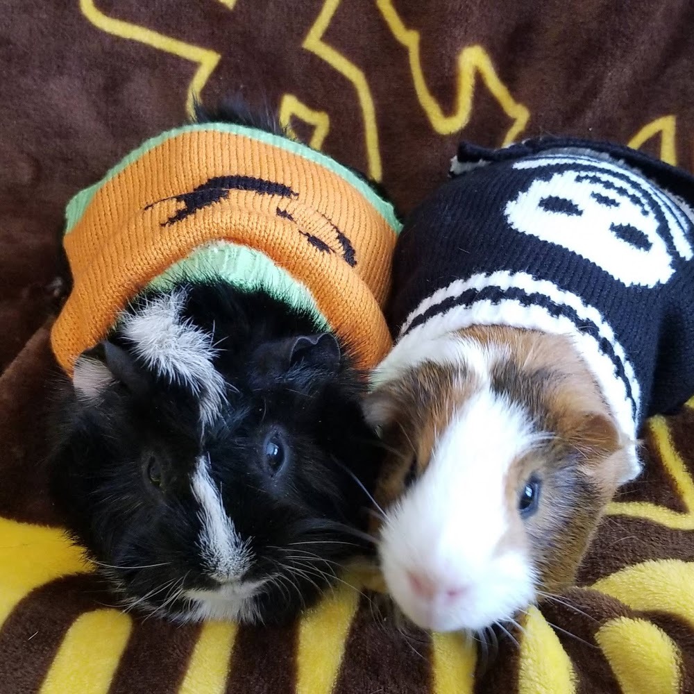 Meet your Posher, Jordin